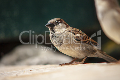 Sparrow in the middle of nature 6