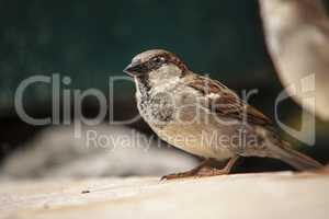 Sparrow in the middle of nature 6