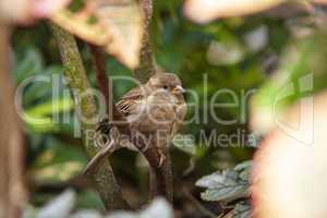 Sparrow in the middle of nature 5