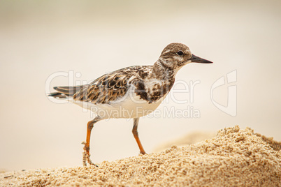 Dulus dominicus on Beach