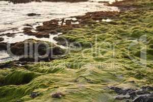 Seaweed on the rocks in the Caribbean