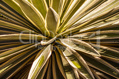 Aloe plant texture