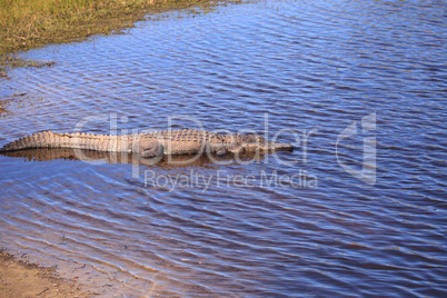 American Alligator also called Alligator mississippiensis