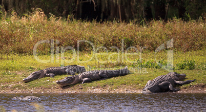 American Alligator also called Alligator mississippiensis