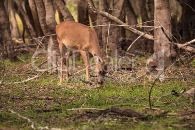 White-tailed deer Odocoileus virginianus forages for clover