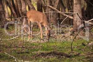 White-tailed deer Odocoileus virginianus forages for clover