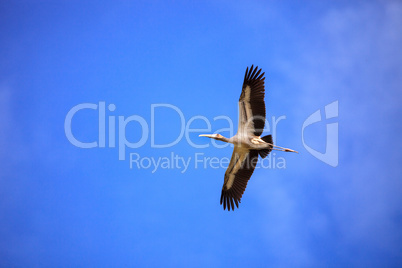 Wood stork Mycteria americana flies through the blue sky