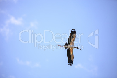 Wood stork Mycteria americana flies through the blue sky