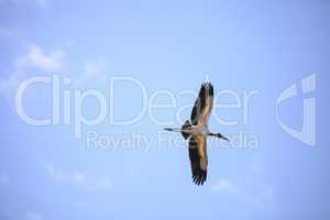 Wood stork Mycteria americana flies through the blue sky