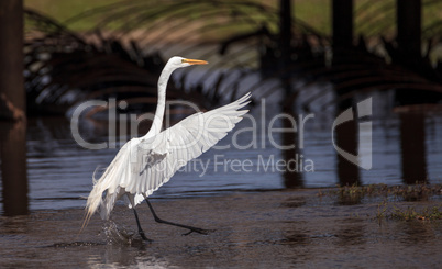 Flying Great white egret Ardea alba wading bird