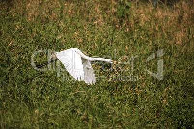 Flying Great white egret Ardea alba wading bird