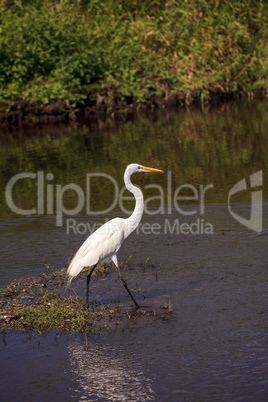 Wading Great white egret Ardea alba wading bird