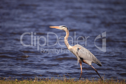 Large Wading Great blue heron Ardea herodias wading bird