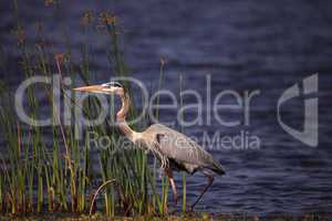Large Wading Great blue heron Ardea herodias wading bird
