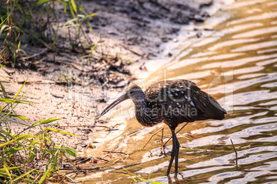 Limpkin bird Aramus guarauna forages for mollusks in the lake