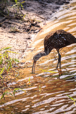 Limpkin bird Aramus guarauna forages for mollusks in the lake