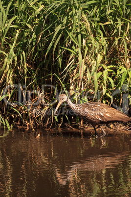 Limpkin bird Aramus guarauna forages for mollusks in the lake