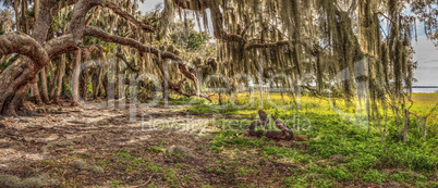 Oak tree in Myakka State Park with Spanish moss flowing