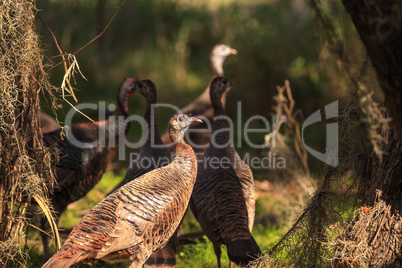 Wild osceola wild turkey Meleagris gallopavo osceola in the wood