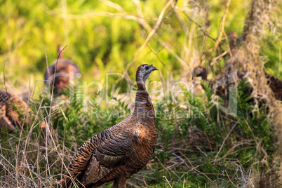 Wild osceola wild turkey Meleagris gallopavo osceola in the wood