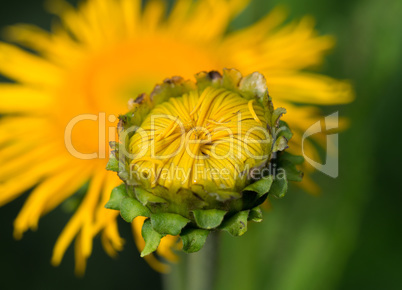 Bud of a yellow flower