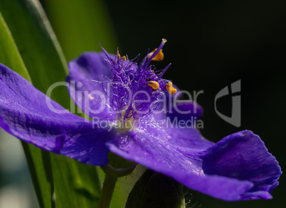 Virginia Spiderwort purple
