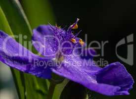 Virginia Spiderwort purple