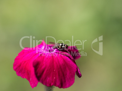Hoverfly on a pink rose campion bloom