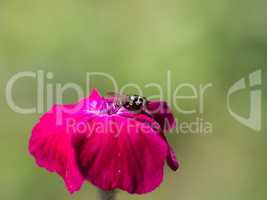 Hoverfly on a pink rose campion bloom