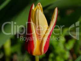 Garden tulip in yellow and red