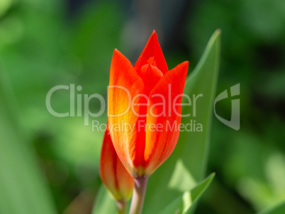 Red garden tulip in spring