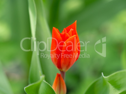 Red garden tulip in spring