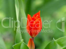 Red garden tulip in spring