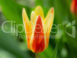 Garden tulip in yellow and red