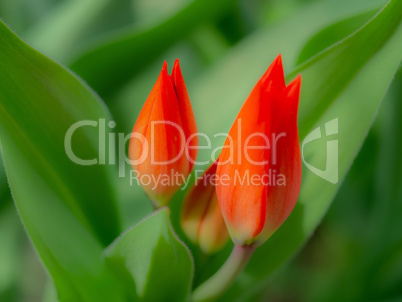 Red garden tulip in spring