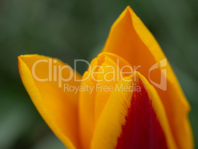 Garden tulip in yellow and red