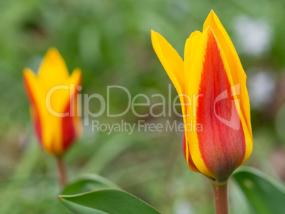 Garden tulip in yellow and red