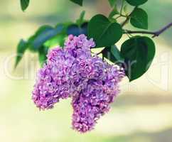 Branch of blossoming lilac