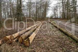 The sawn logs lie in the woods by the road
