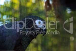 Pet African grey parrot Psittacus erithacus