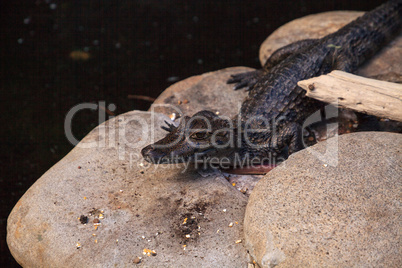 Baby alligator Alligator mississippiensis perches on a rock