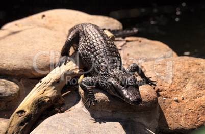 Baby alligator Alligator mississippiensis perches on a rock