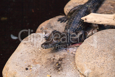 Baby alligator Alligator mississippiensis perches on a rock