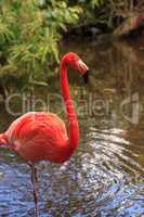 Caribbean Pink flamingo Phoenicopterus ruber