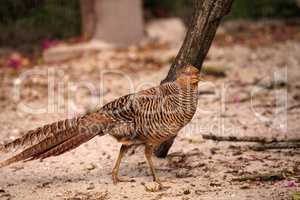 Female Chinese Golden Pheasant Chrysolophus pictus