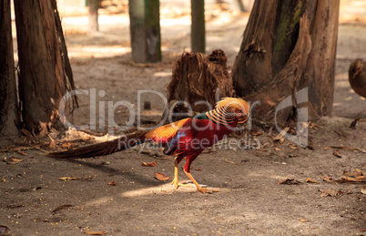 Male Chinese Golden Pheasant Chrysolophus pictus