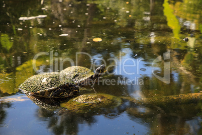 Peninsula cooter turtle Pseudemys peninsularis