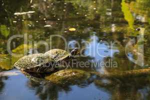 Peninsula cooter turtle Pseudemys peninsularis