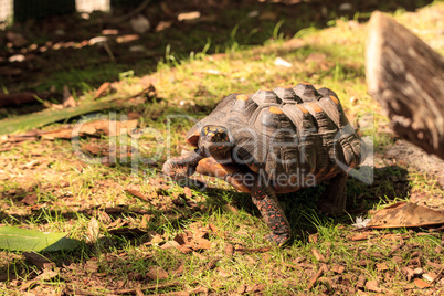 Red-footed tortoise Chelonoidis carbonaria