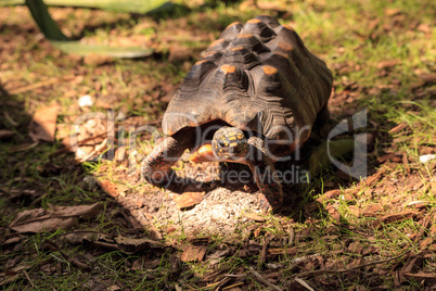 Red-footed tortoise Chelonoidis carbonaria